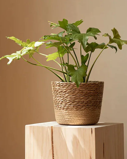 Handwoven Straw Flowerpot