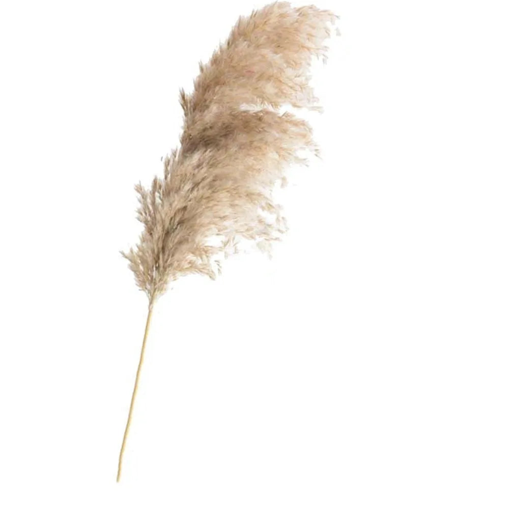 Dried Pampas Grass