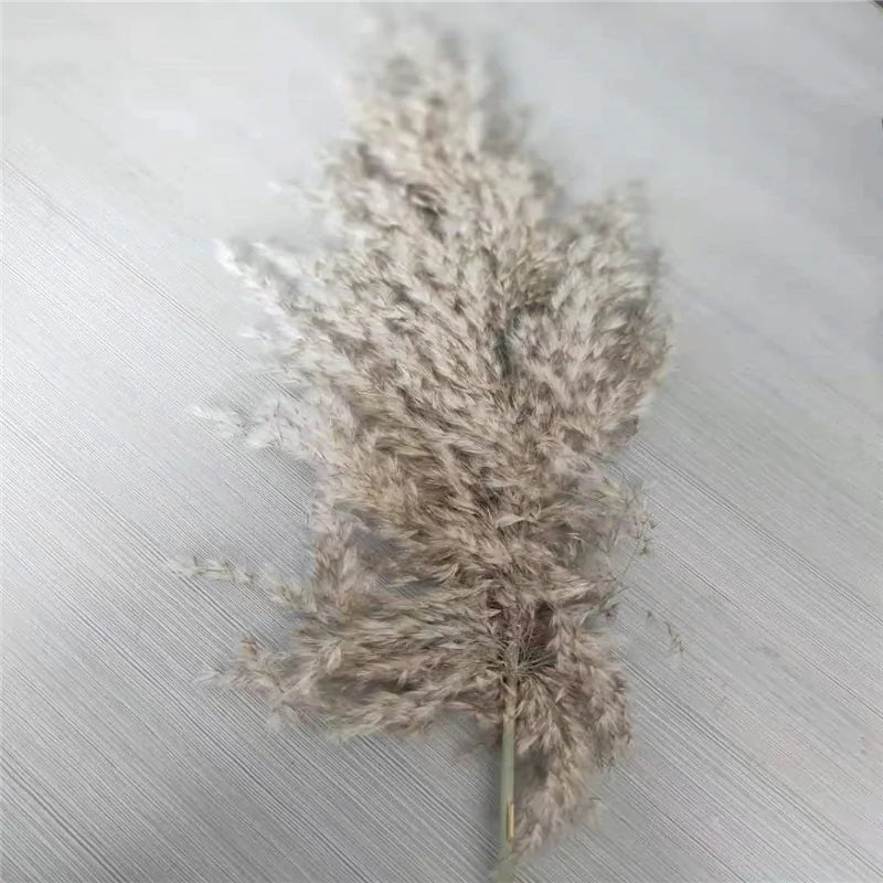 Dried Pampas Grass