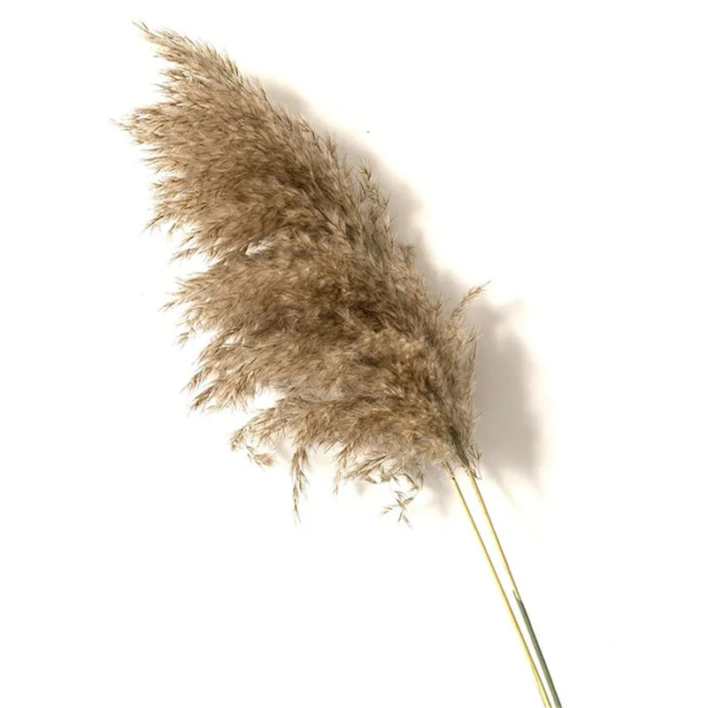 Dried Pampas Grass